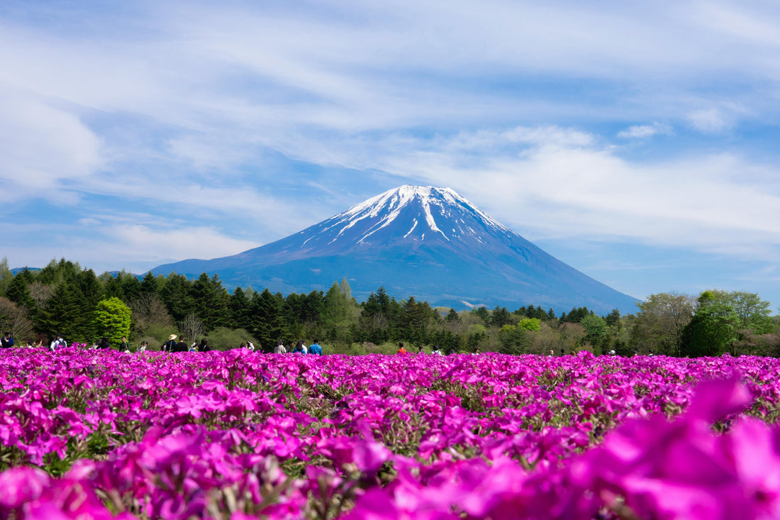2026 Spring Pink Escape – Mt. Fuji Shibazakura & Lake Motosu