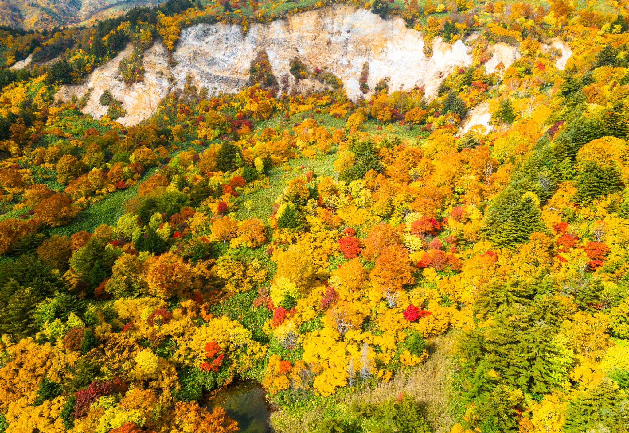 2026 Autumn - Maple Leaves, Alps, Golden Route and Wagyu specialization