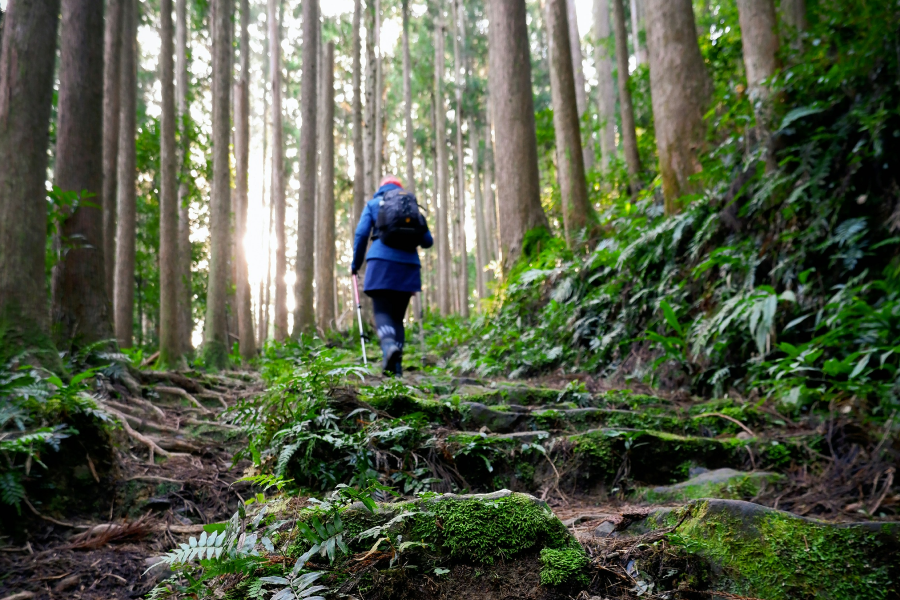 Kumano Kodo Easy Hike Day Trip from Osaka | Explore Japan’s UNESCO Heritage Trail