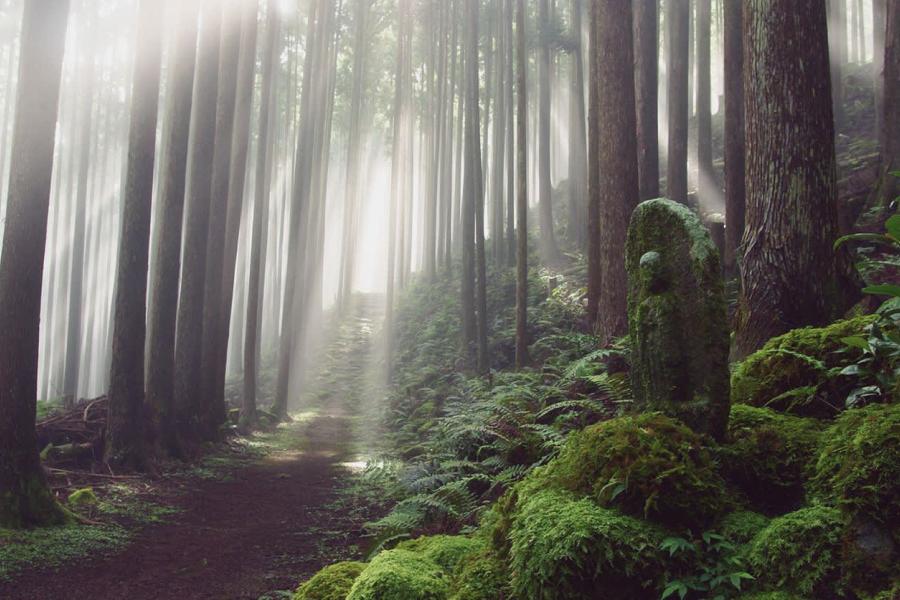 Kumano Kodo Easy Hike Day Trip from Osaka | Explore Japan’s UNESCO Heritage Trail（Including tour guide）