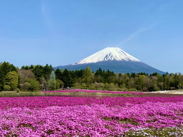 【Early Bird SALE】The Ultimate Pink Escape | 2026 Mt. Fuji Shibazakura & Oshino Hakkai Private Tour from Tokyo