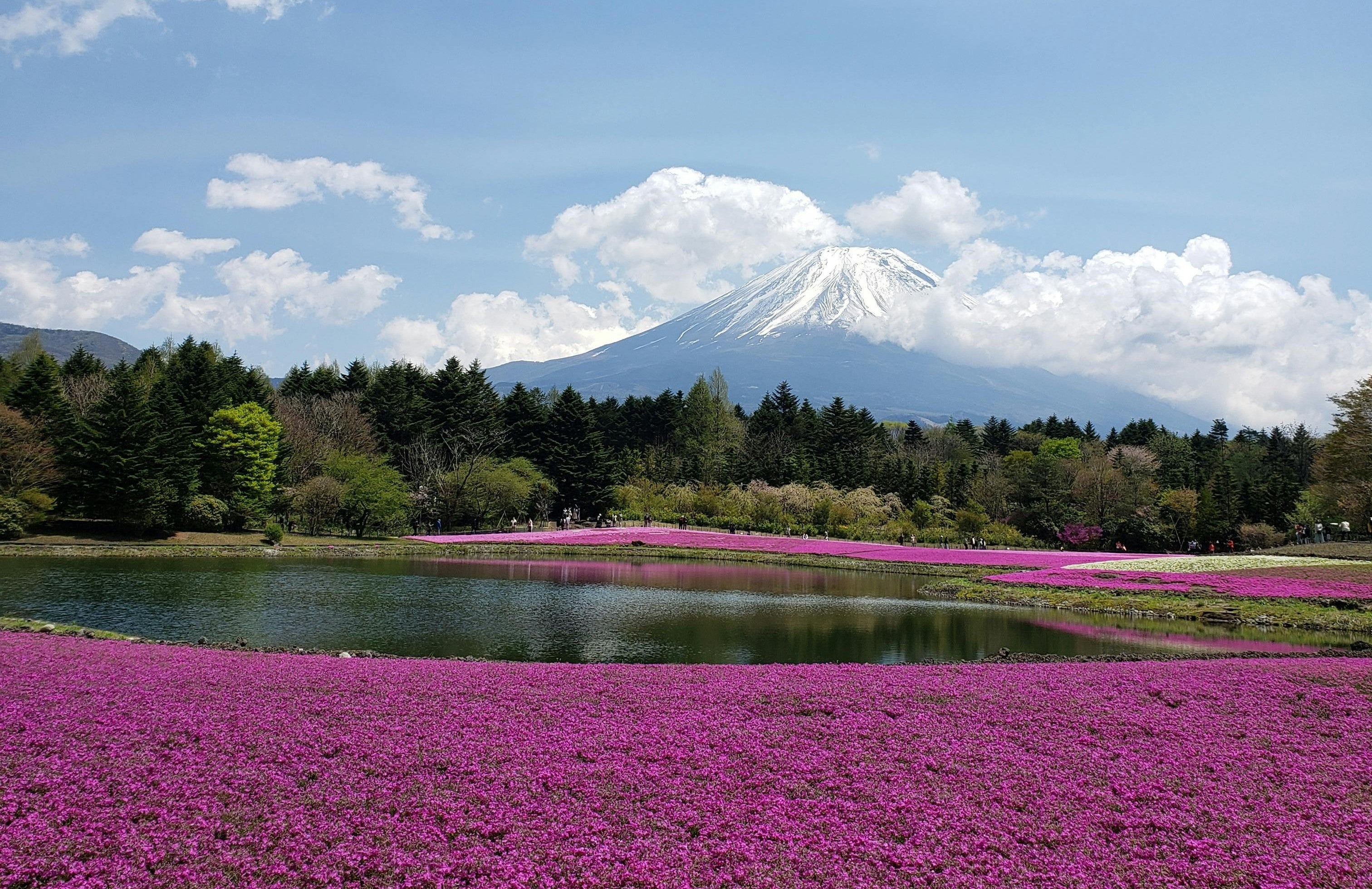 【Early Bird SALE】The Ultimate Pink Escape | 2026 Mt. Fuji Shibazakura & Oshino Hakkai Private Tour from Tokyo