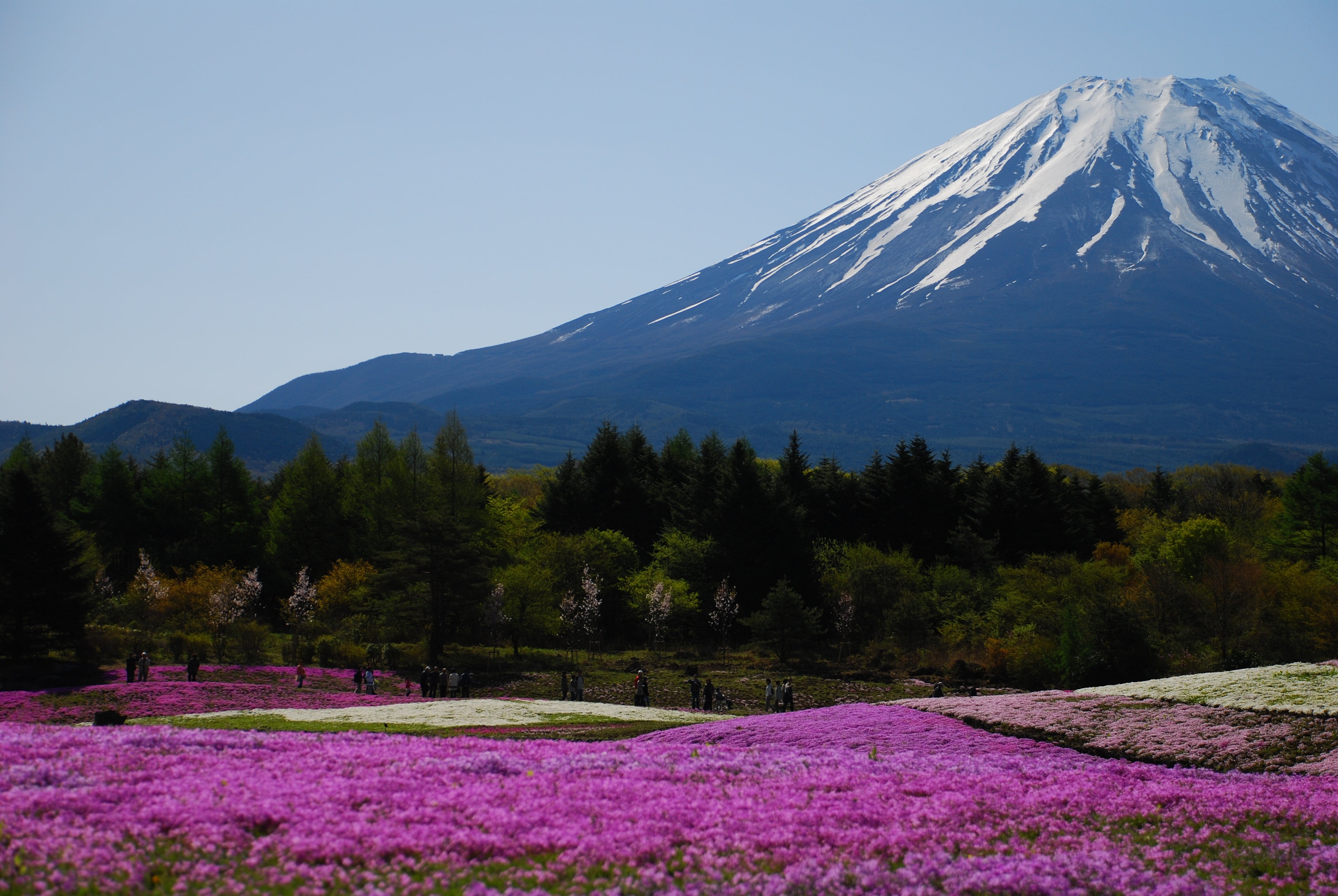 【Early Bird SALE】The Ultimate Pink Escape | 2026 Mt. Fuji Shibazakura & Oshino Hakkai Private Tour from Tokyo